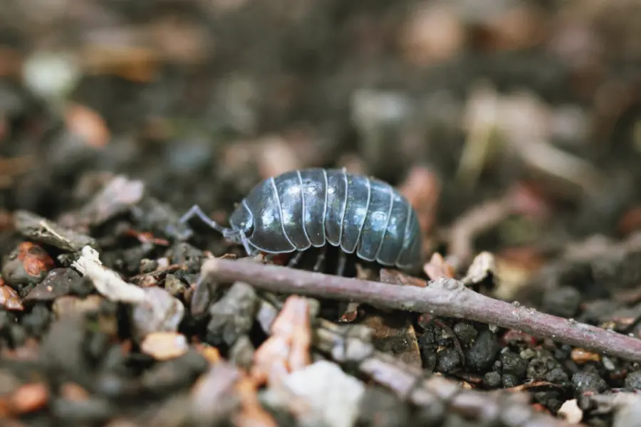Week van Biodiversiteit 1